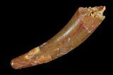 Curved, Pterosaur (Siroccopteryx) Tooth - Morocco #75553-1